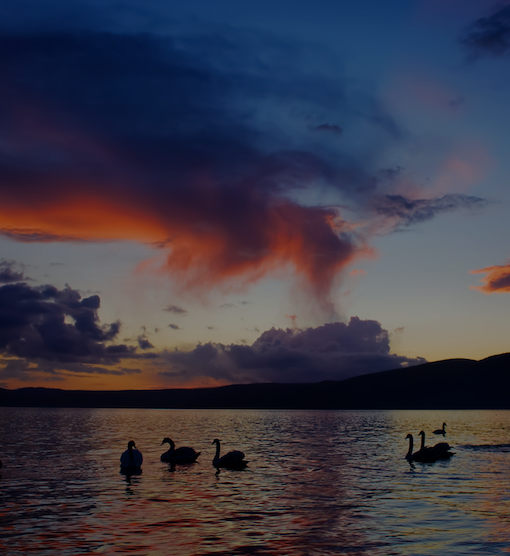 Swans on a lake during sunset